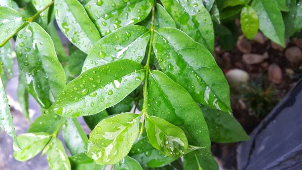 istock Close-up of leaves with Water drops 1447076039