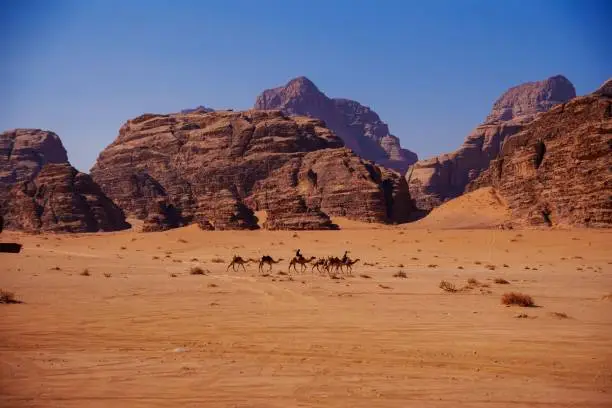 A camel caravan and bedouins passing through the Wadi Rum desert in Jordan, with rock in the background on a sunny day