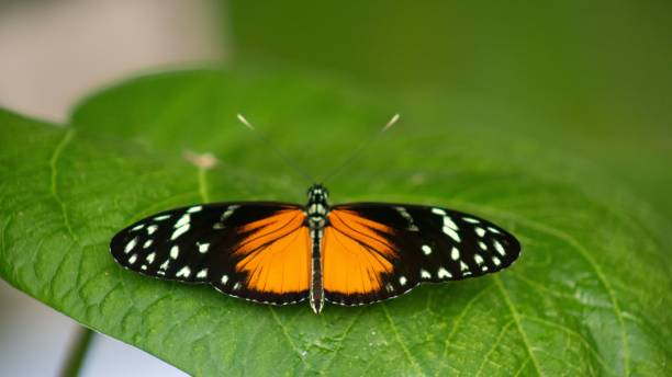 istock Beautiful tiger longwing butterfly (Heliconius hecale) resting on a leaf on the blurred background 1447076222