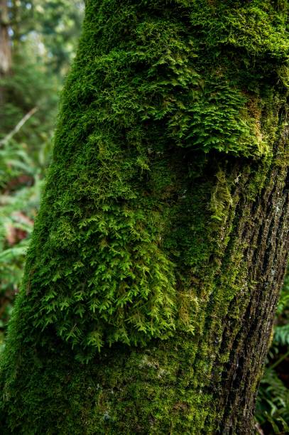 istock Scenic shot of a moss-covered tree in a forest 1447076581