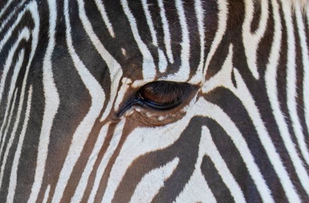 istock a close-up with the eye of a zebra 1447076605