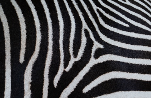 A closeup of a zebra's fur background