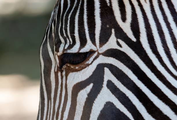 istock a close-up with the eye of a zebra 1447076619