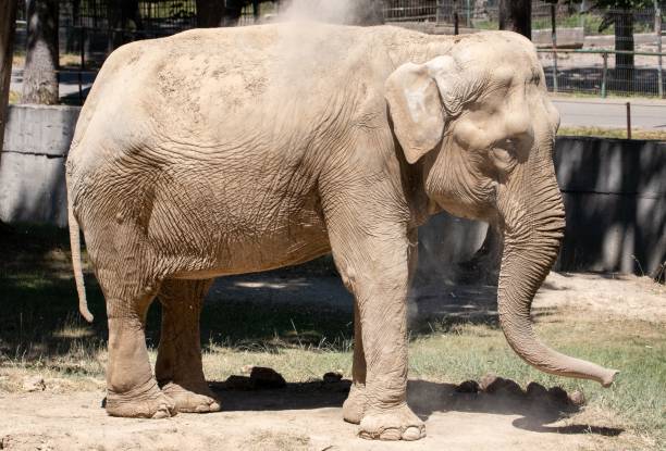 istock Asian elephant walking on a sunny day 1447076653
