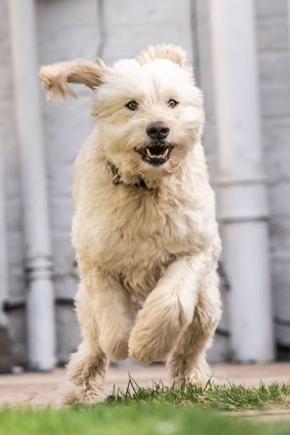 istock Golden Doodle Running in Garden 1447076670