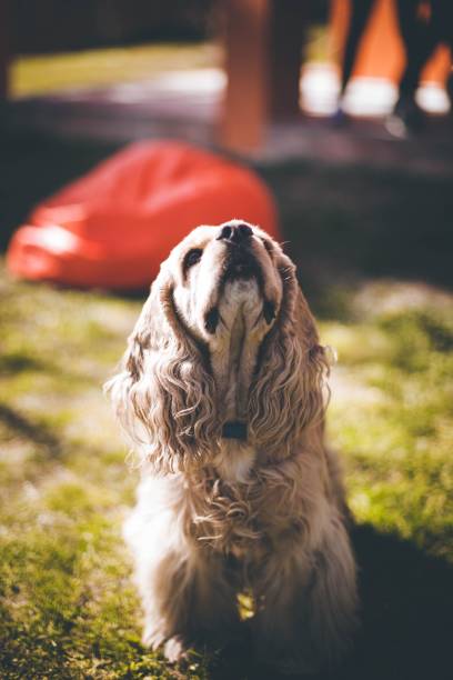 istock Brown furry dog looking upwards 1447076755