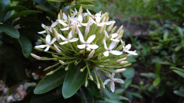 Alev çiçeği (Ixora brevifolia) 4