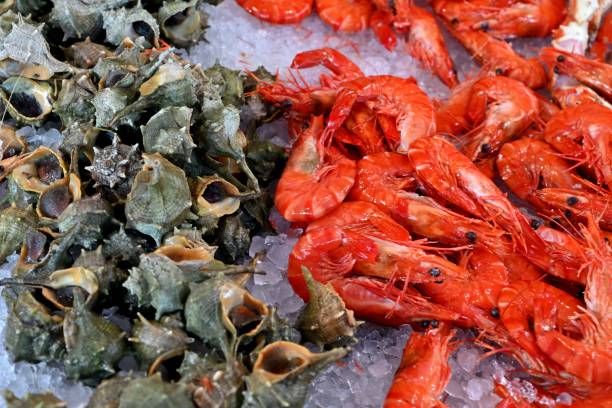 sea snails and cooked shrimps - prepared shellfish tray variation catch of fish imagens e fotografias de stock