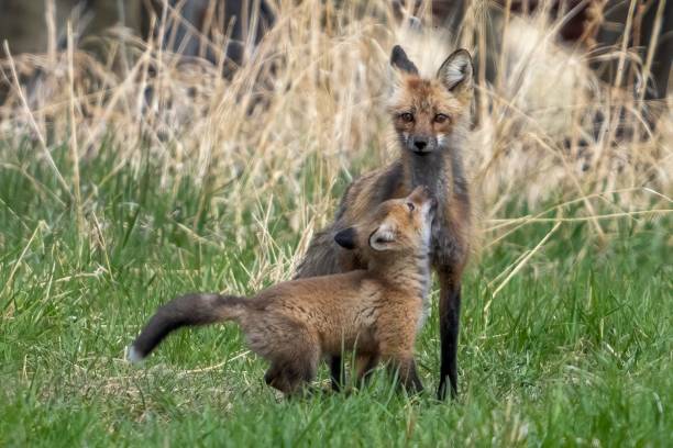 istock Selective focus shot of Red Foxes on the grass in a forest 1447077519