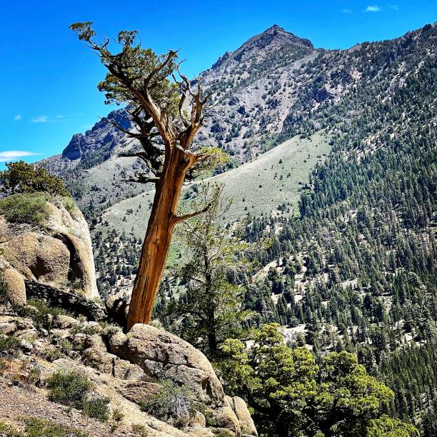 istock Pacific Crest Trail - Northern CA - July 1447077771