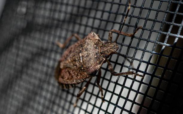 Selective focus shot of a brown marmorated stink bug (Halyomorpha halys) on a wire fence