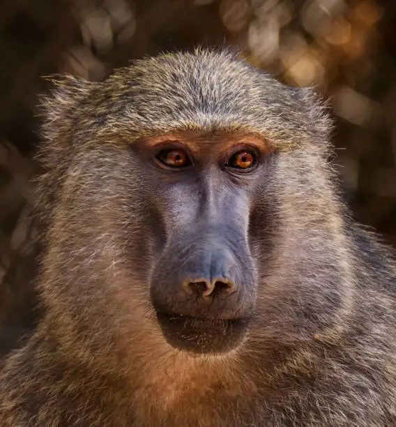 A closeup shot of the Guinea Baboon