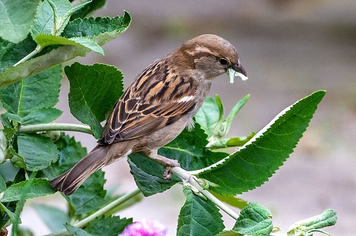 A closeup shot of a common sparrow with leaves in its beak on a branch