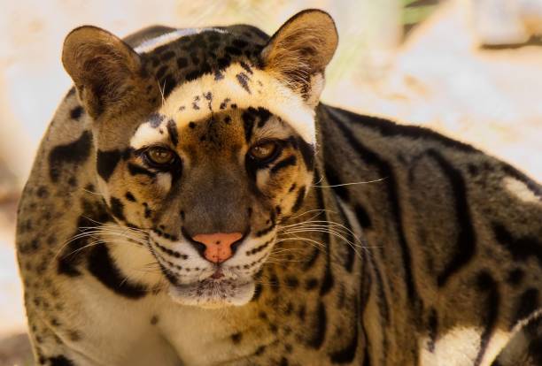 Closeup shot of a beautiful clouded leopard staring at the camera A closeup shot of a beautiful clouded leopard staring at the camera portrait of beautiful clouded leopard neofelis nebulosa stock pictures, royalty-free photos & images