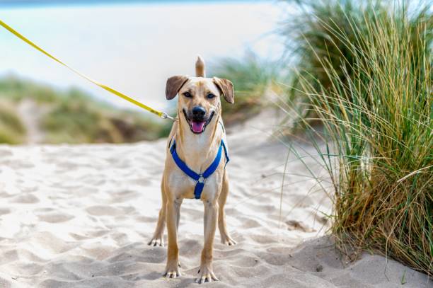An adorable happy brown dog on a leash on a beach