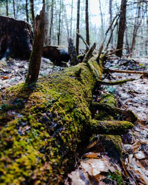 istock Closeup of an old mossy tree fallen in a forest 1447078354