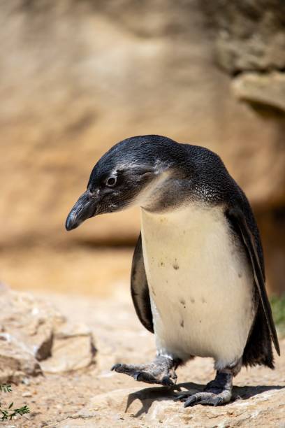 istock Baby Penguins in the park, close-up, vertical 1447078895