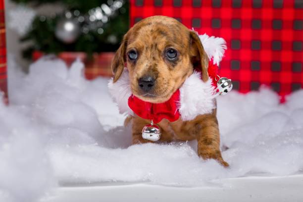 istock Cute dachshund holiday puppies 1447079064