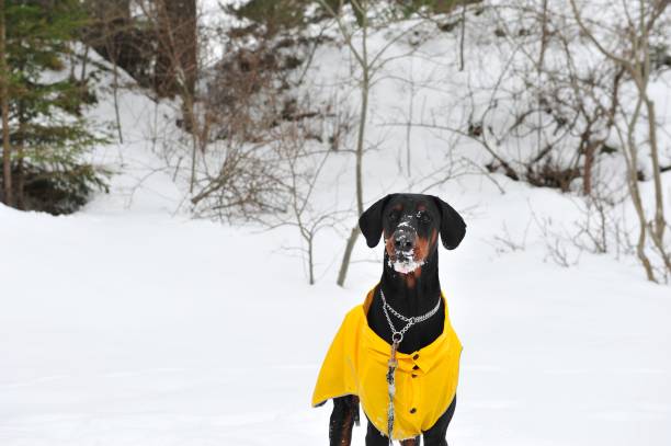 A black Doberman dog standing on snow covered field