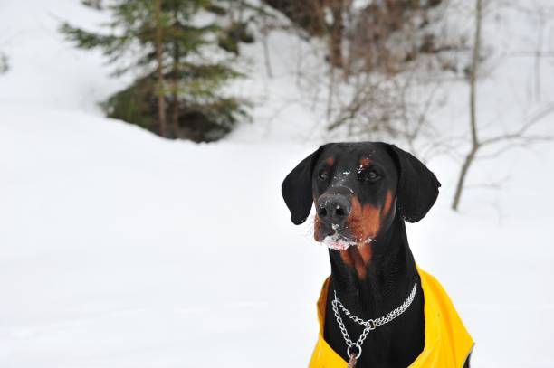 istock Black Doberman dog standing on snow covered field 1447079201