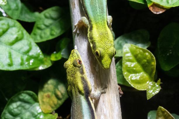istock Two green lizard facing each other while sticking on a wood 1447079315