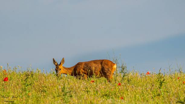 istock Doe grazing on a meadow with wildflowers 1447079699