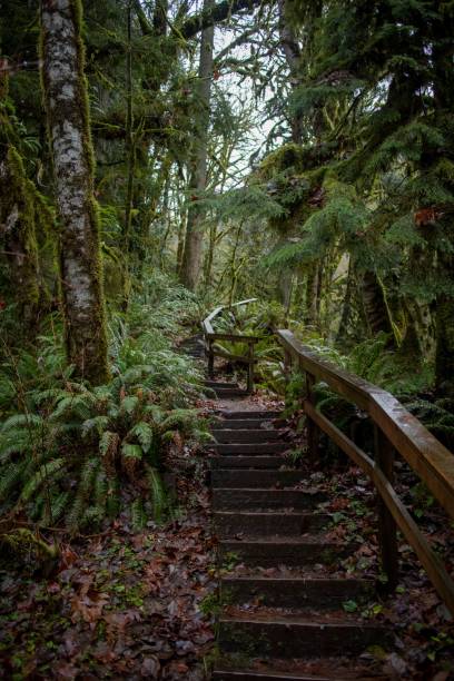 istock Stairs on Rainforest Trail in the park, vertical shot 1447079751