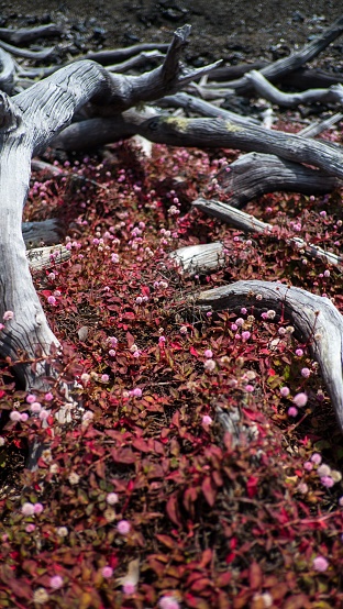 A vertical shot of thick reddish-pink undergrowth with flowers covering dried-up tree tunks