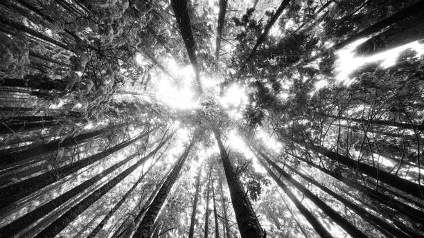 istock Low-angle view of a grayscale canopy of tall trees 1447080558