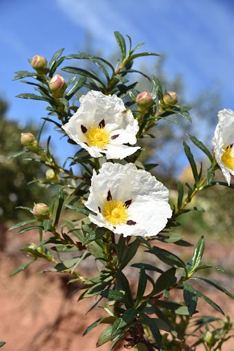 A vertical closeup of blooming gum rockroses or labdanum (Cistus ladanifer)