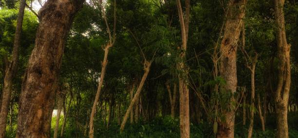 istock trees in the forest to keep the world sustainable 1447080930