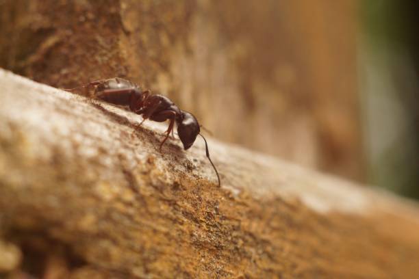 istock Closeup of a black carpenter ant standing on a brown stone 1447081181
