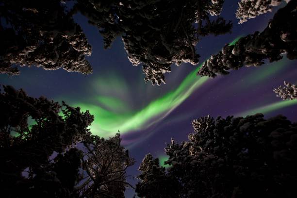 istock Low angle shot of trees under the northern lights 1447081483
