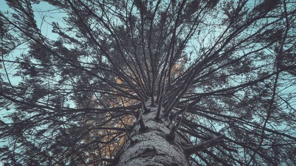 istock Low angle shot of a tree against the blue sky background 1447082514