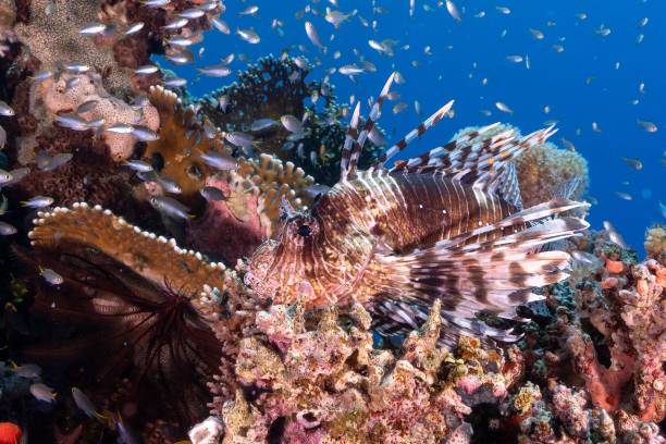 istock Lionfish swimming around a sharp textured coral reef under the sea 1447082569