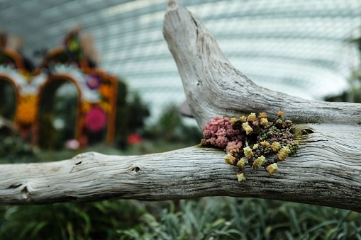 The pink and yelloe cute succulent bundle on tree trunk inside Flower Dome, Singapore