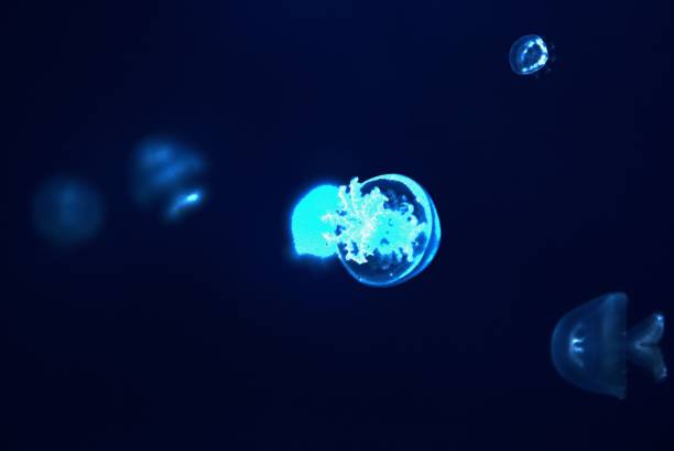 istock Closeup of jellyfish under the deep ocean 1447082599