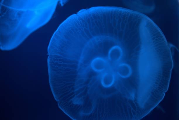 istock Closeup of jellyfish under the deep ocean 1447082600