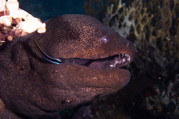 istock Closeup shot of a Muraena fish 1447082613