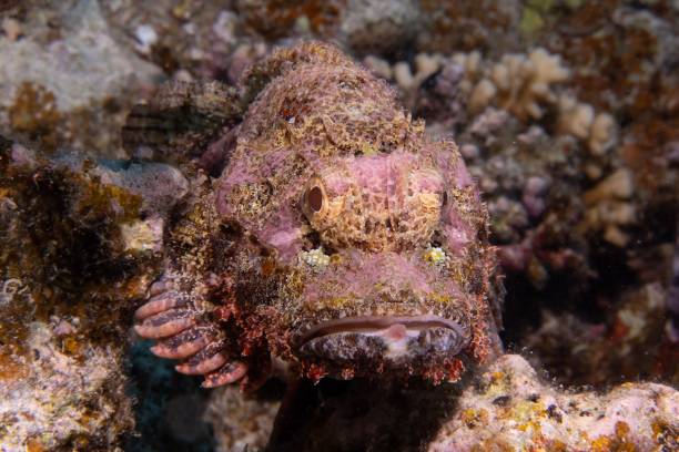 istock Stonefish swimming around a sharp textured coral reef under the sea 1447082628