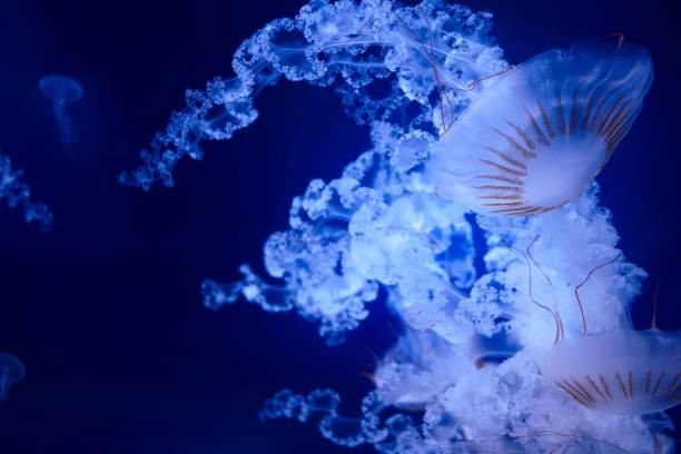 istock Closeup of jellyfish under the deep ocean 1447082632