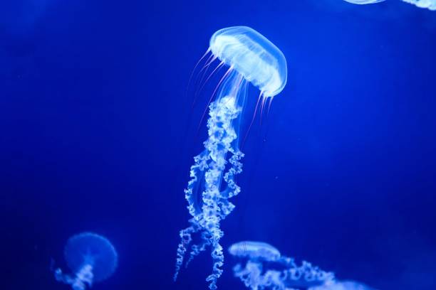 istock Closeup of jellyfish under the deep ocean 1447082636