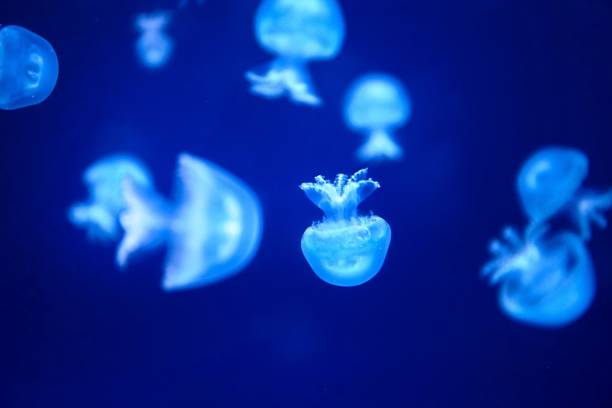 istock Closeup of jellyfish under the deep ocean 1447082640