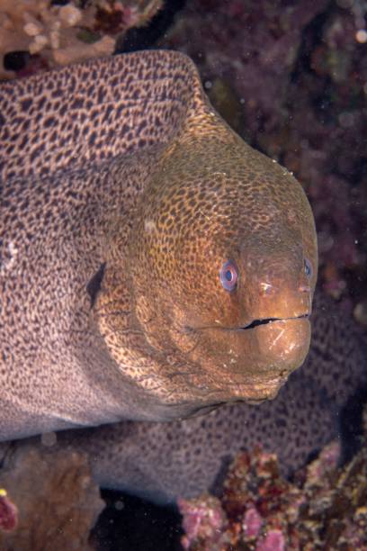 istock Closeup shot of a Muraena fish 1447082714