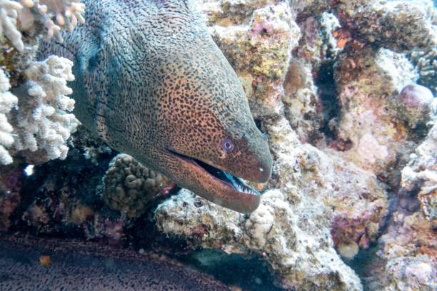 istock Closeup of a giant moray surrounded by corals underwater 1447082768