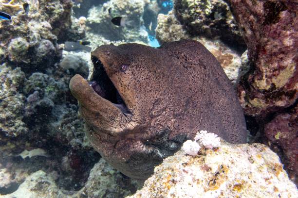 istock Closeup of a giant moray surrounded by corals underwater 1447082800