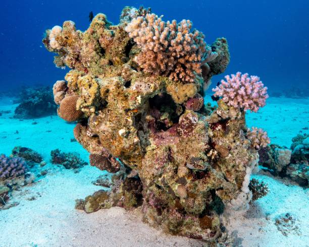 istock Closeup of corals underwater 1447082801