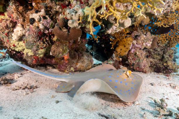 istock Blue-spotted ribbontail ray swimming around a sharp textured coral reef under the sea 1447082924