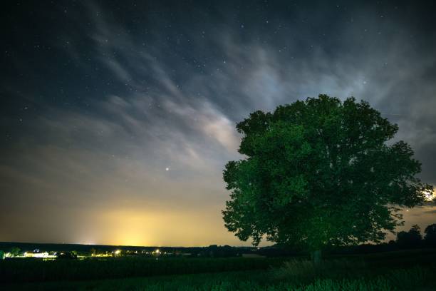 istock Beautiful view of green tree under starry sky 1447082932