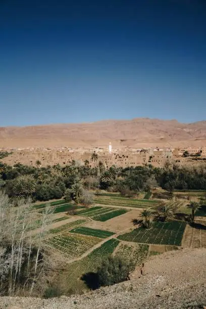 A vertical shot of greenfields in an oasis in the middle of the Moroccan desert